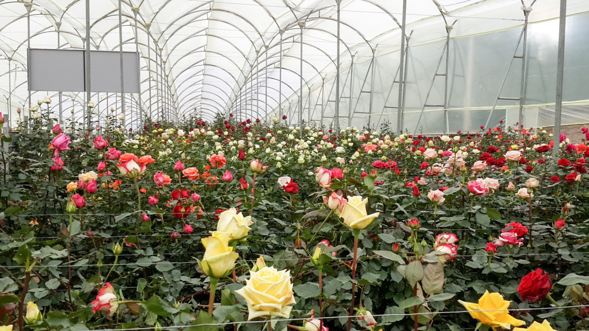 Выращивание рос. Плантации кустовой розы Голландия. Горкунов тепличное хозяйство розы.